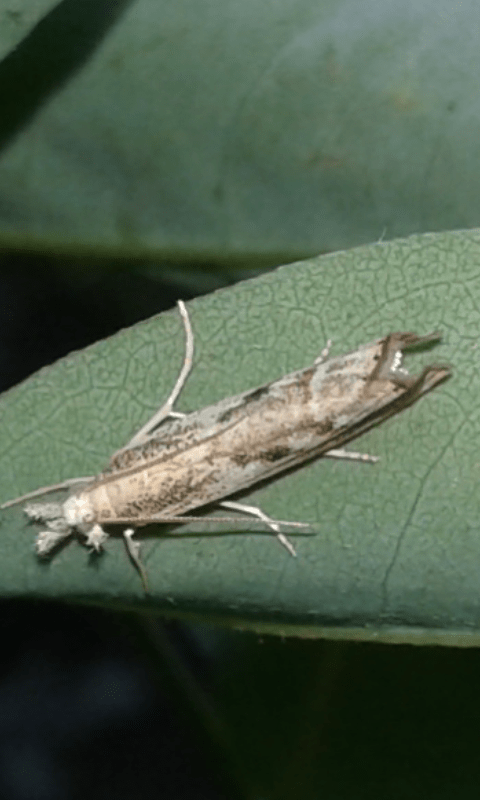 Crambidae : Agriphila cfr. geniculea?